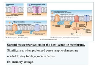 Second messenger system in the post-synaptic membrane.
Significance: when prolonged post-synaptic changes are
needed to stay for days,months,Years
Ex: memory storage.
 