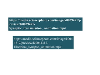 https://media.sciencephoto.com/image/k0039491/p
review/K0039491-
Synaptic_transmission,_animation.mp4
https://media.sciencephoto.com/image/k004
4312/preview/K0044312-
Electrical_synapse,_animation.mp4
 
