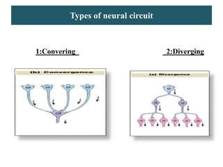 Types of neural circuit
1:Convering 2:Diverging
 