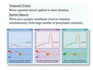 Temporal (Time):
When repeated stimuli applied in short duration.
Spatial (Space):
When post synaptic membrane receives impulses
simultaneously from large number of presynaptic terminals.
 