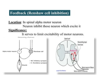 Location: In spinal alpha motor neuron
Neuron inhibit those neuron which excite it
Significance:
It serves to limit excitability of motor neurons.
Feedback (Renshaw cell inhibition)
 