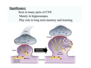 Significance:
Seen in many parts of CNS
Mainly in hippocampus
Play role in long term memory and learning.
 