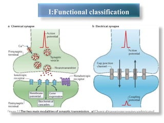 I:Functional classification
 