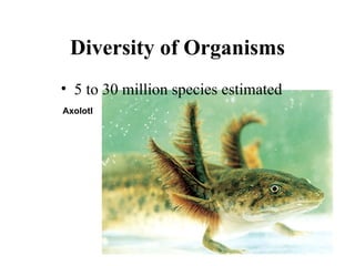 Diversity of Organisms ,[object Object],Axolotl 
