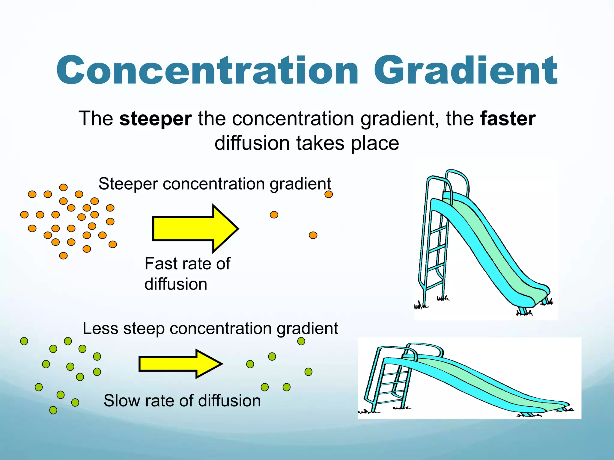 Concentration Gradient 
The steeper the concentration gradient, the faster 
diffusion takes place 
Steeper concentration gradient 
Fast rate of 
diffusion 
Less steep concentration gradient 
Slow rate of diffusion 
 
