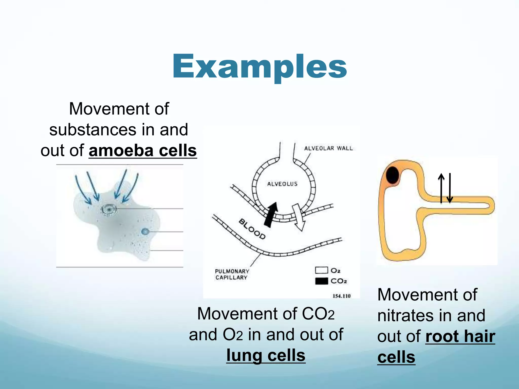 Examples 
Movement of 
substances in and 
out of amoeba cells 
Movement of CO2 
and O2 in and out of 
lung cells 
Movement of 
nitrates in and 
out of root hair 
cells 
 