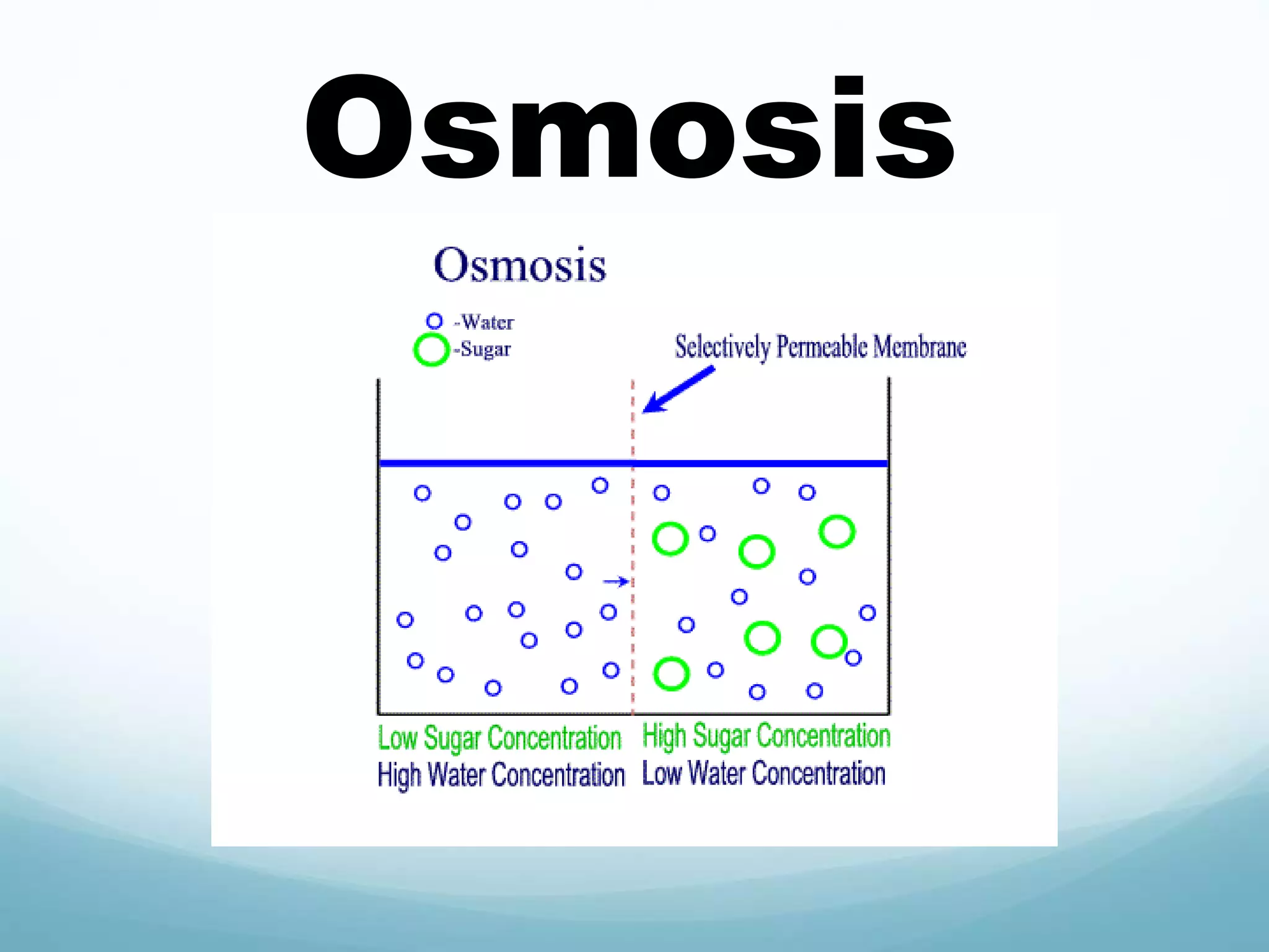 Osmosis 
 