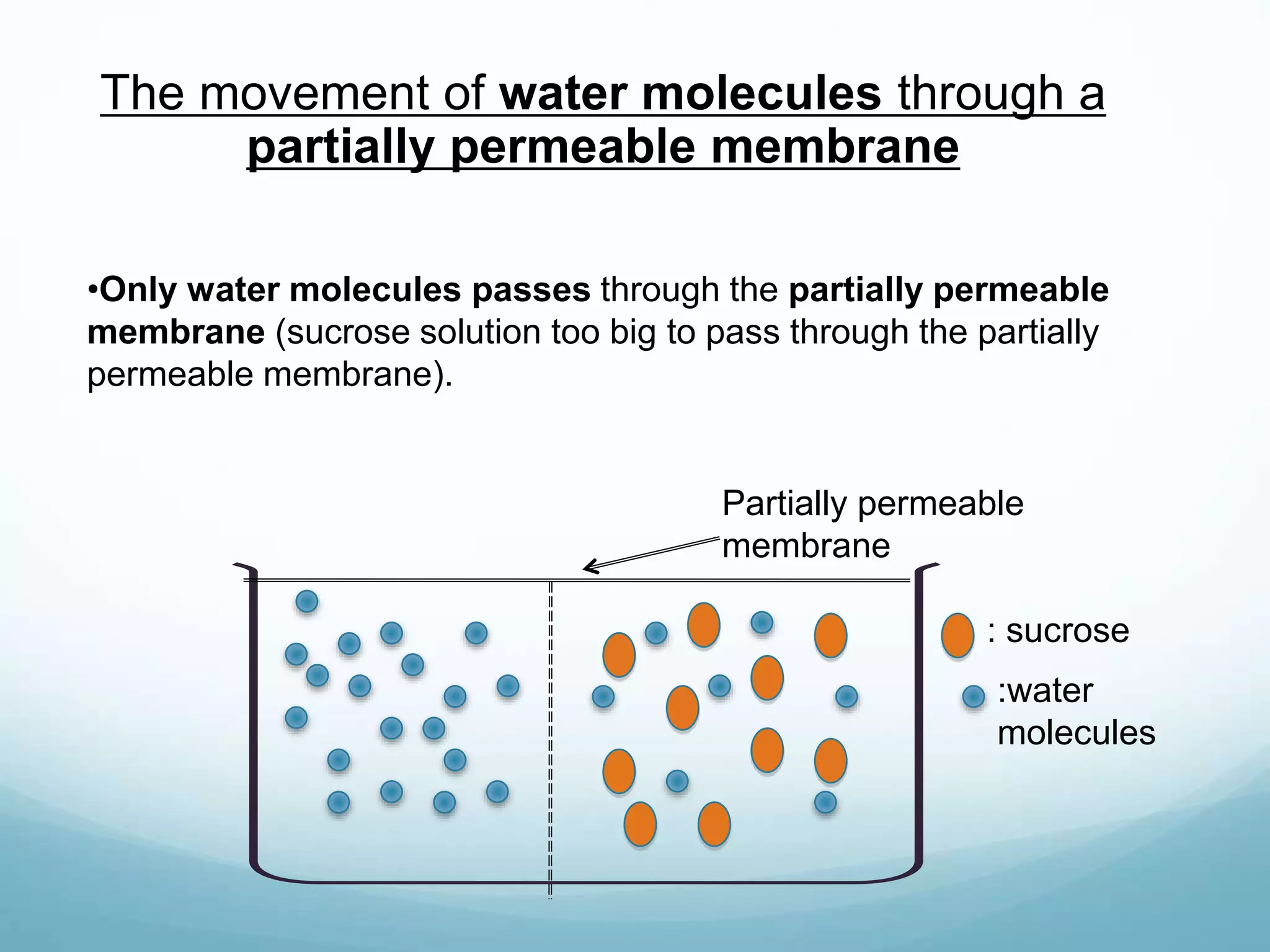 The movement of water molecules through a 
Partially permeable 
membrane 
: sucrose 
:water 
molecules 
partially permeable membrane 
•Only water molecules passes through the partially permeable 
membrane (sucrose solution too big to pass through the partially 
permeable membrane). 
 