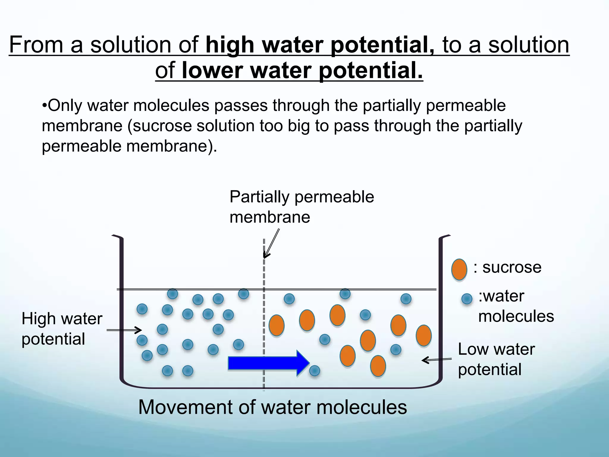 From a solution of high water potential, to a solution 
of lower water potential. 
•Only water molecules passes through the partially permeable 
membrane (sucrose solution too big to pass through the partially 
permeable membrane). 
: sucrose 
:water 
molecules 
Partially permeable 
membrane 
High water 
potential 
Low water 
potential 
Movement of water molecules 
 