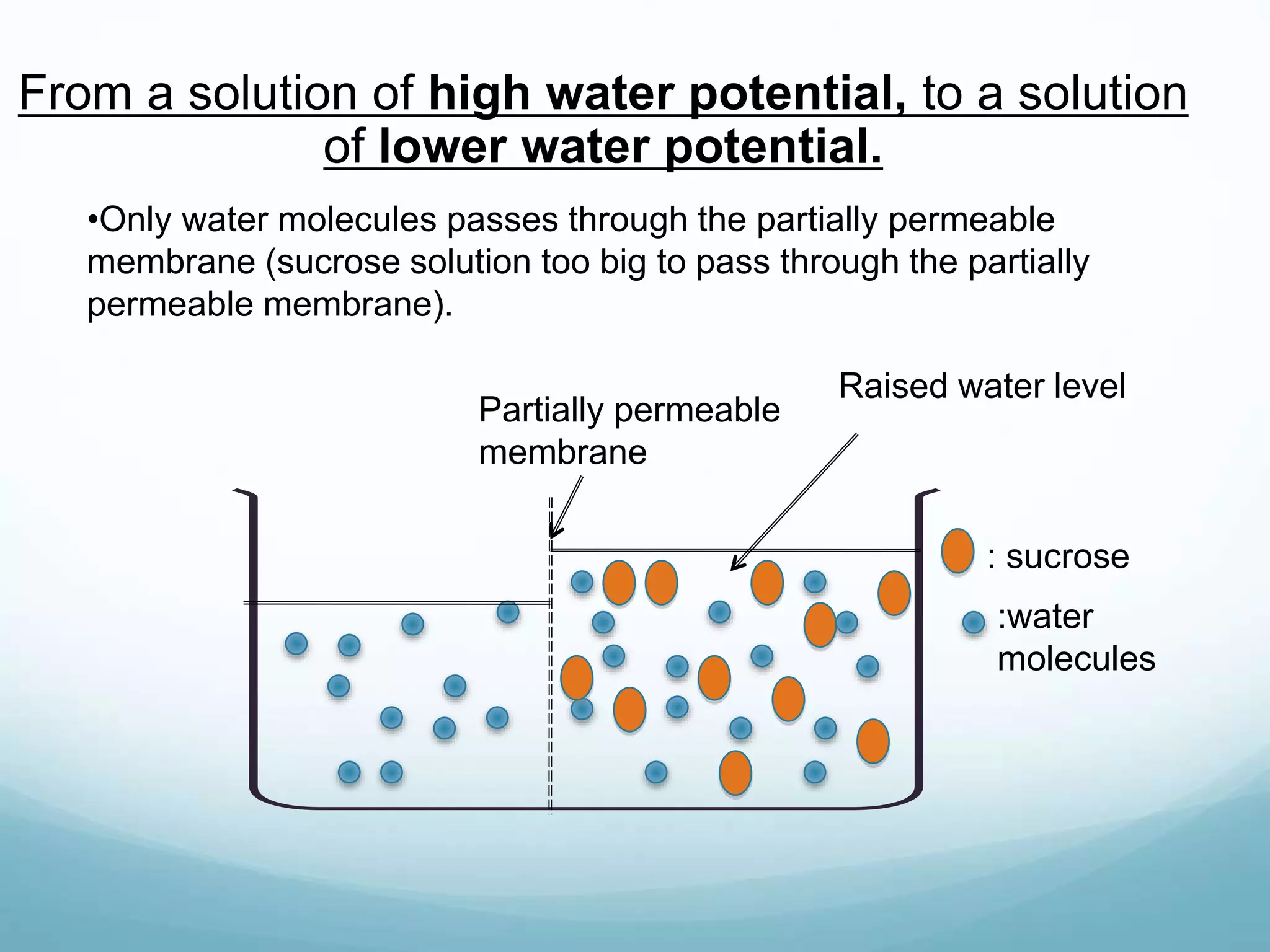From a solution of high water potential, to a solution 
•Only water molecules passes through the partially permeable 
membrane (sucrose solution too big to pass through the partially 
permeable membrane). 
: sucrose 
:water 
molecules 
of lower water potential. 
Partially permeable 
membrane 
Raised water level 
 