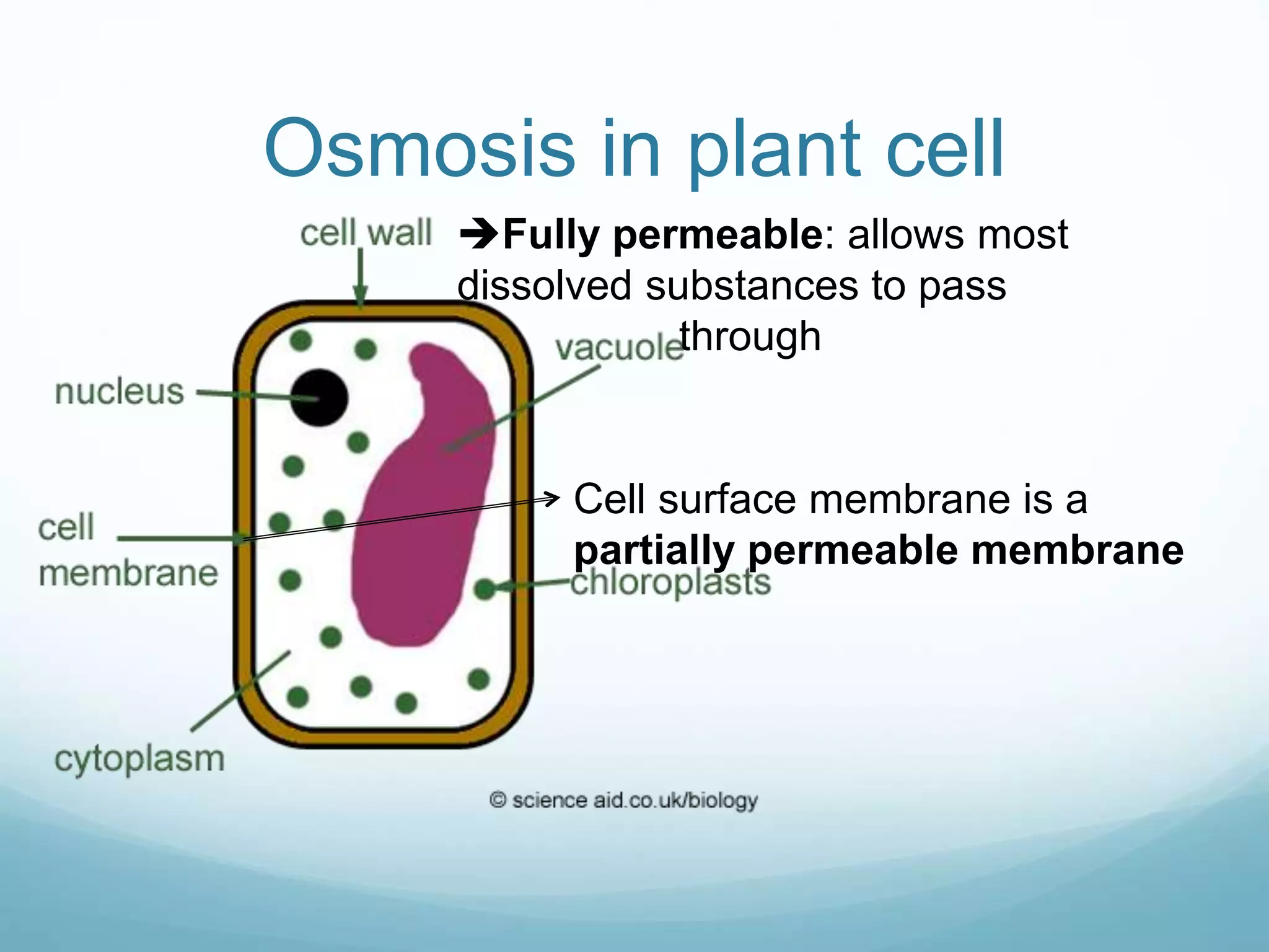 Osmosis in plant cell 
Fully permeable: allows most 
dissolved substances to pass 
through 
Cell surface membrane is a 
partially permeable membrane 
 