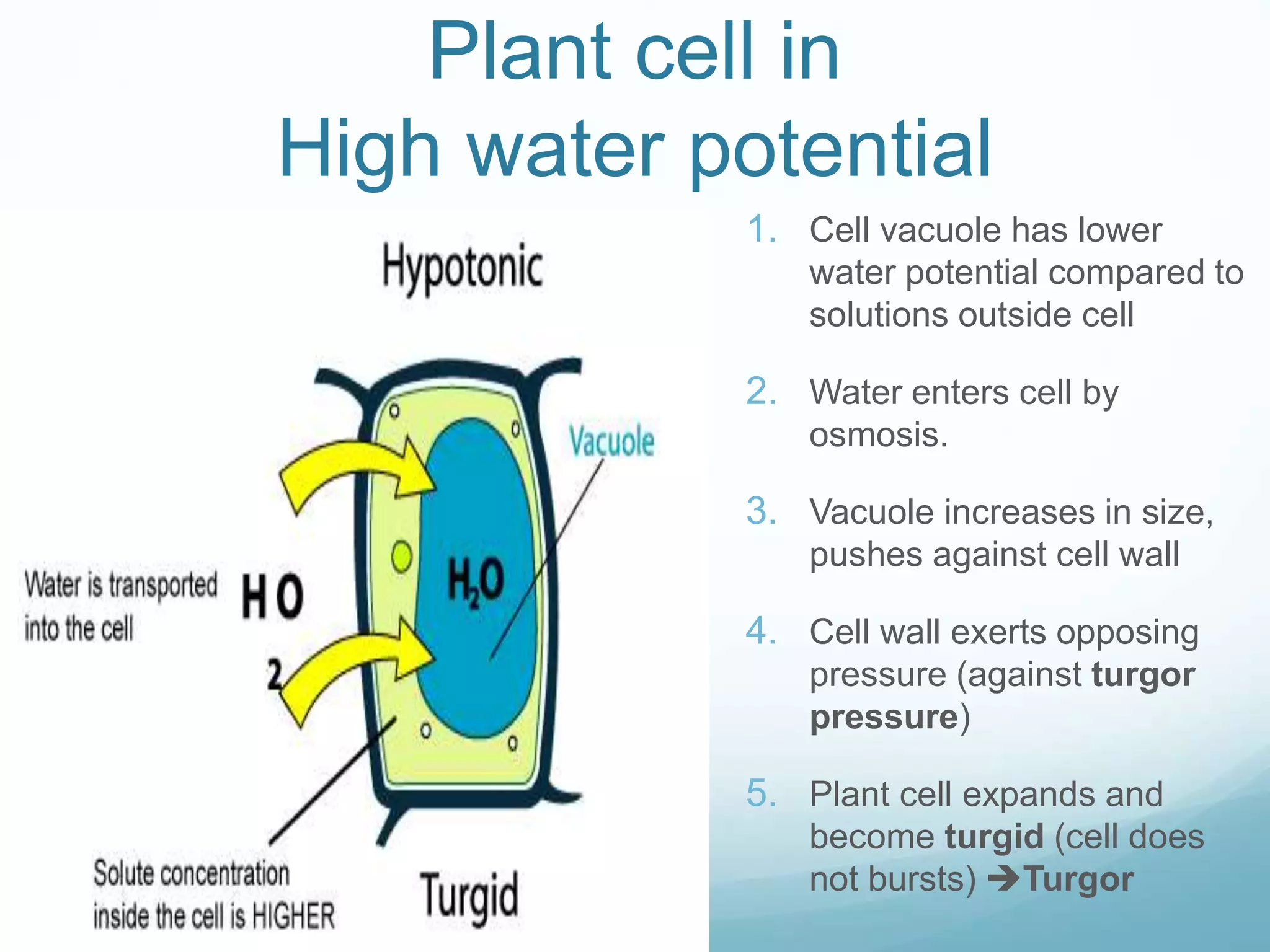 Plant cell in 
High water potential 
1. Cell vacuole has lower 
water potential compared to 
solutions outside cell 
2. Water enters cell by 
osmosis. 
3. Vacuole increases in size, 
pushes against cell wall 
4. Cell wall exerts opposing 
pressure (against turgor 
pressure) 
5. Plant cell expands and 
become turgid (cell does 
not bursts) Turgor 
 