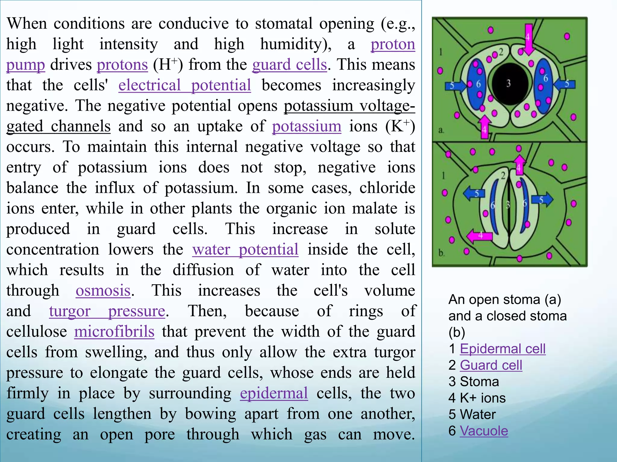 When conditions are conducive to stomatal opening (e.g., 
high light intensity and high humidity), a proton 
pump drives protons (H+) from the guard cells. This means 
that the cells' electrical potential becomes increasingly 
negative. The negative potential opens potassium voltage-gated 
channels and so an uptake of potassium ions (K+) 
occurs. To maintain this internal negative voltage so that 
entry of potassium ions does not stop, negative ions 
balance the influx of potassium. In some cases, chloride 
ions enter, while in other plants the organic ion malate is 
produced in guard cells. This increase in solute 
concentration lowers the water potential inside the cell, 
which results in the diffusion of water into the cell 
through osmosis. This increases the cell's volume 
and turgor pressure. Then, because of rings of 
cellulose microfibrils that prevent the width of the guard 
cells from swelling, and thus only allow the extra turgor 
pressure to elongate the guard cells, whose ends are held 
firmly in place by surrounding epidermal cells, the two 
guard cells lengthen by bowing apart from one another, 
creating an open pore through which gas can move. 
An open stoma (a) 
and a closed stoma 
(b) 
1 Epidermal cell 
2 Guard cell 
3 Stoma 
4 K+ ions 
5 Water 
6 Vacuole 
 
