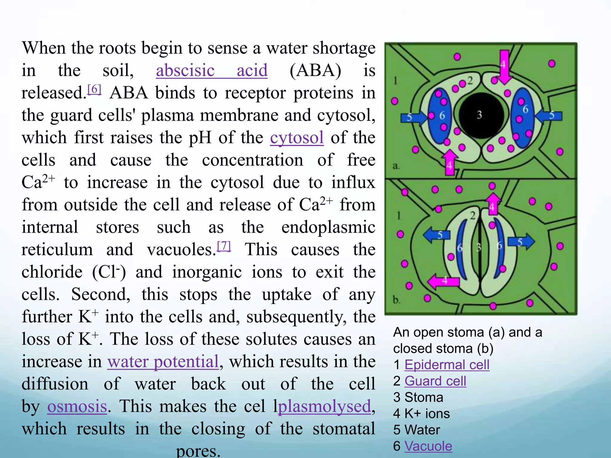 When the roots begin to sense a water shortage 
in the soil, abscisic acid (ABA) is 
released.[6] ABA binds to receptor proteins in 
the guard cells' plasma membrane and cytosol, 
which first raises the pH of the cytosol of the 
cells and cause the concentration of free 
Ca2+ to increase in the cytosol due to influx 
from outside the cell and release of Ca2+ from 
internal stores such as the endoplasmic 
reticulum and vacuoles.[7] This causes the 
chloride (Cl-) and inorganic ions to exit the 
cells. Second, this stops the uptake of any 
further K+ into the cells and, subsequently, the 
loss of K+. The loss of these solutes causes an 
increase in water potential, which results in the 
diffusion of water back out of the cell 
by osmosis. This makes the cel lplasmolysed, 
which results in the closing of the stomatal 
pores. 
An open stoma (a) and a 
closed stoma (b) 
1 Epidermal cell 
2 Guard cell 
3 Stoma 
4 K+ ions 
5 Water 
6 Vacuole 
 