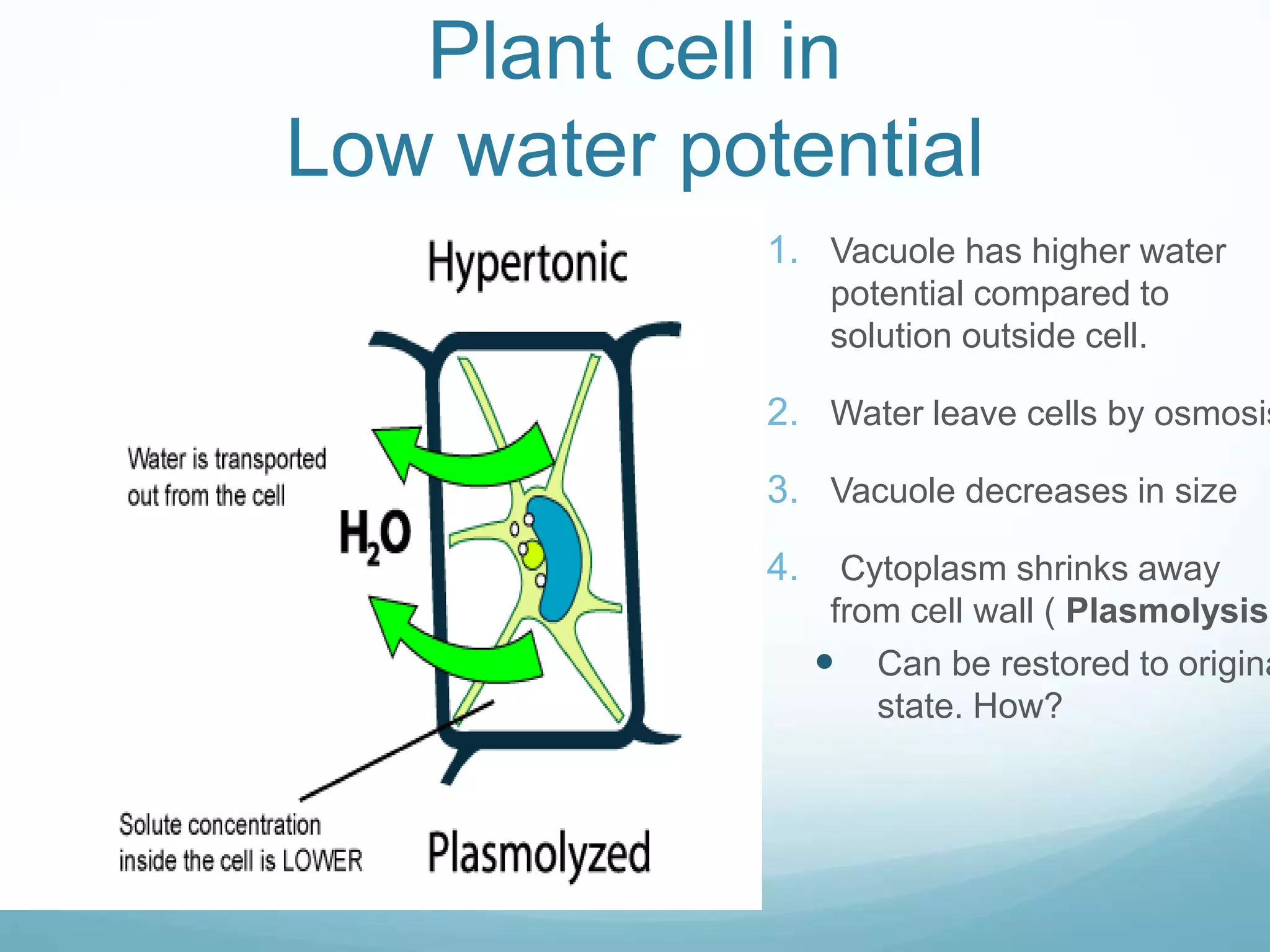 Plant cell in 
Low water potential 
1. Vacuole has higher water 
potential compared to 
solution outside cell. 
2. Water leave cells by osmosis 
3. Vacuole decreases in size 
4. Cytoplasm shrinks away 
from cell wall ( Plasmolysis.) 
 Can be restored to original 
state. How? 
 