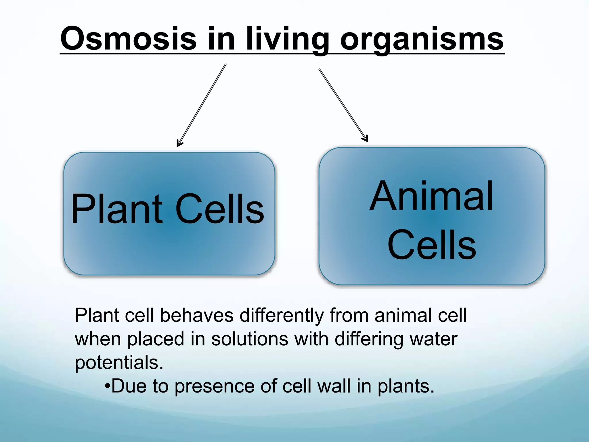Osmosis in living organisms 
Plant Cells Animal 
Cells 
Plant cell behaves differently from animal cell 
when placed in solutions with differing water 
potentials. 
•Due to presence of cell wall in plants. 
 