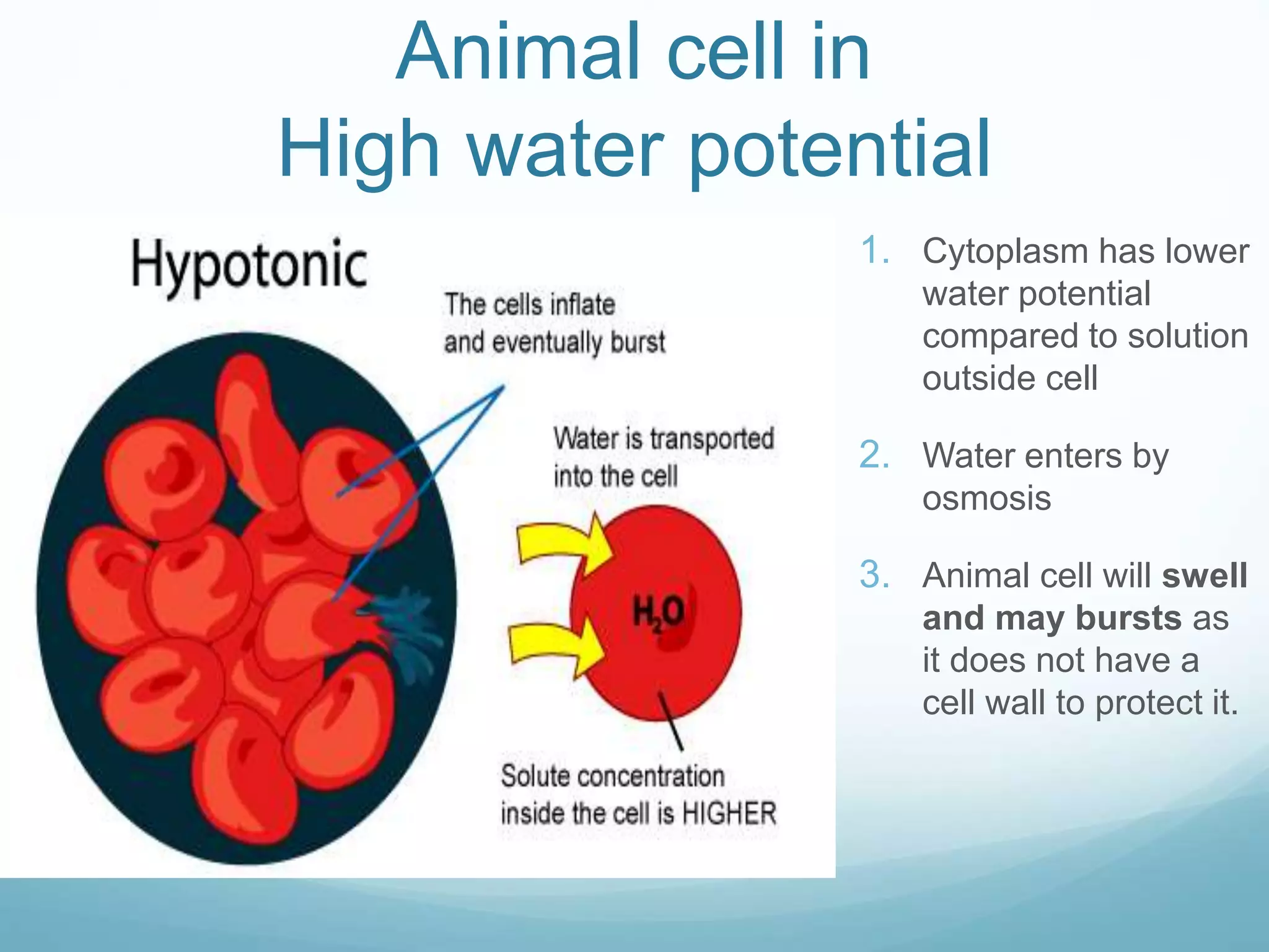 Animal cell in 
High water potential 
1. Cytoplasm has lower 
water potential 
compared to solution 
outside cell 
2. Water enters by 
osmosis 
3. Animal cell will swell 
and may bursts as 
it does not have a 
cell wall to protect it. 
 