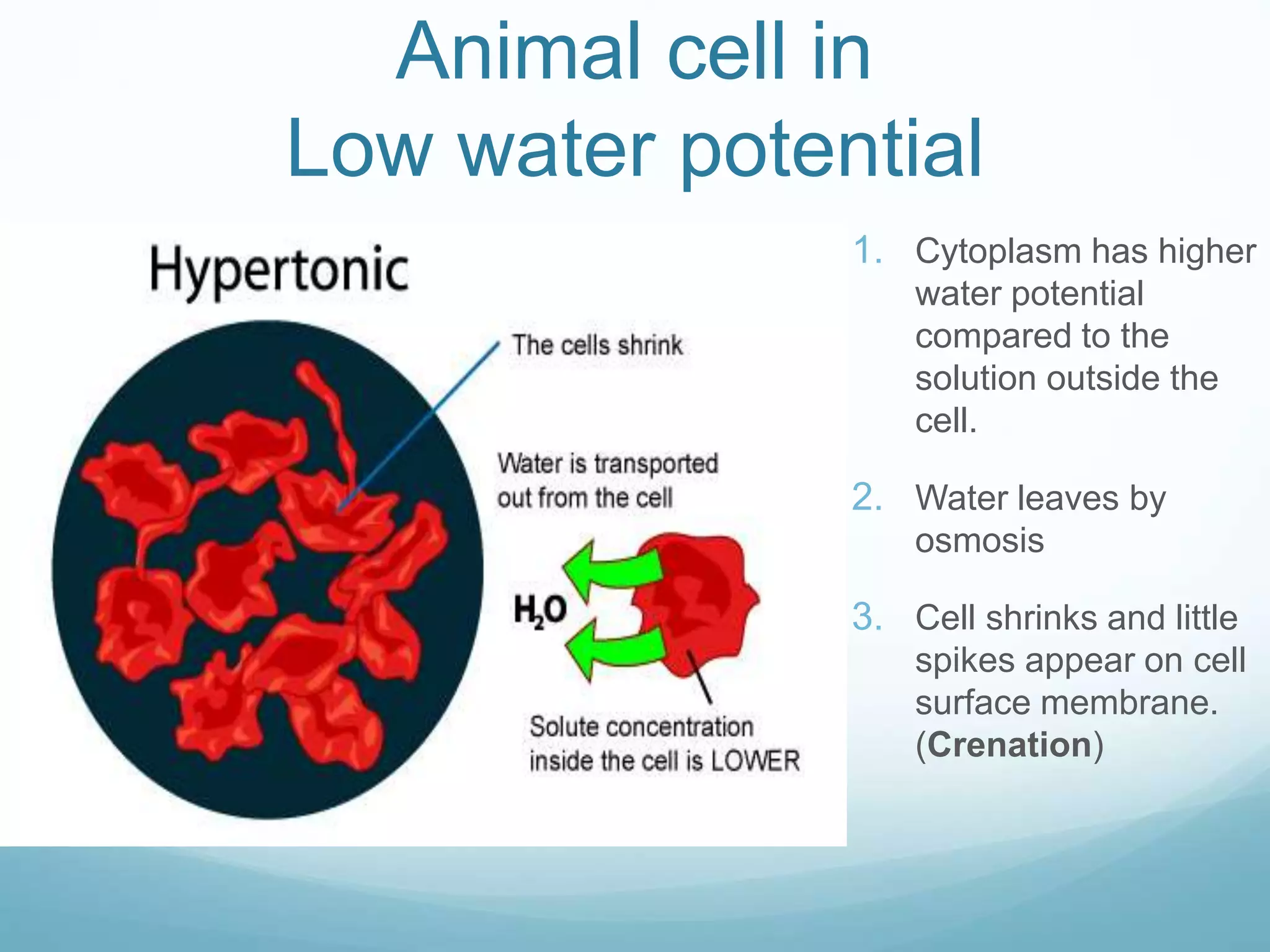 Animal cell in 
Low water potential 
1. Cytoplasm has higher 
water potential 
compared to the 
solution outside the 
cell. 
2. Water leaves by 
osmosis 
3. Cell shrinks and little 
spikes appear on cell 
surface membrane. 
(Crenation) 
 