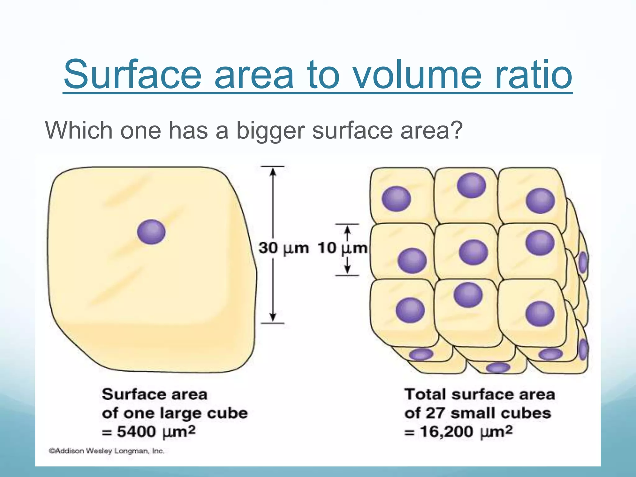 Surface area to volume ratio 
Which one has a bigger surface area? 
 