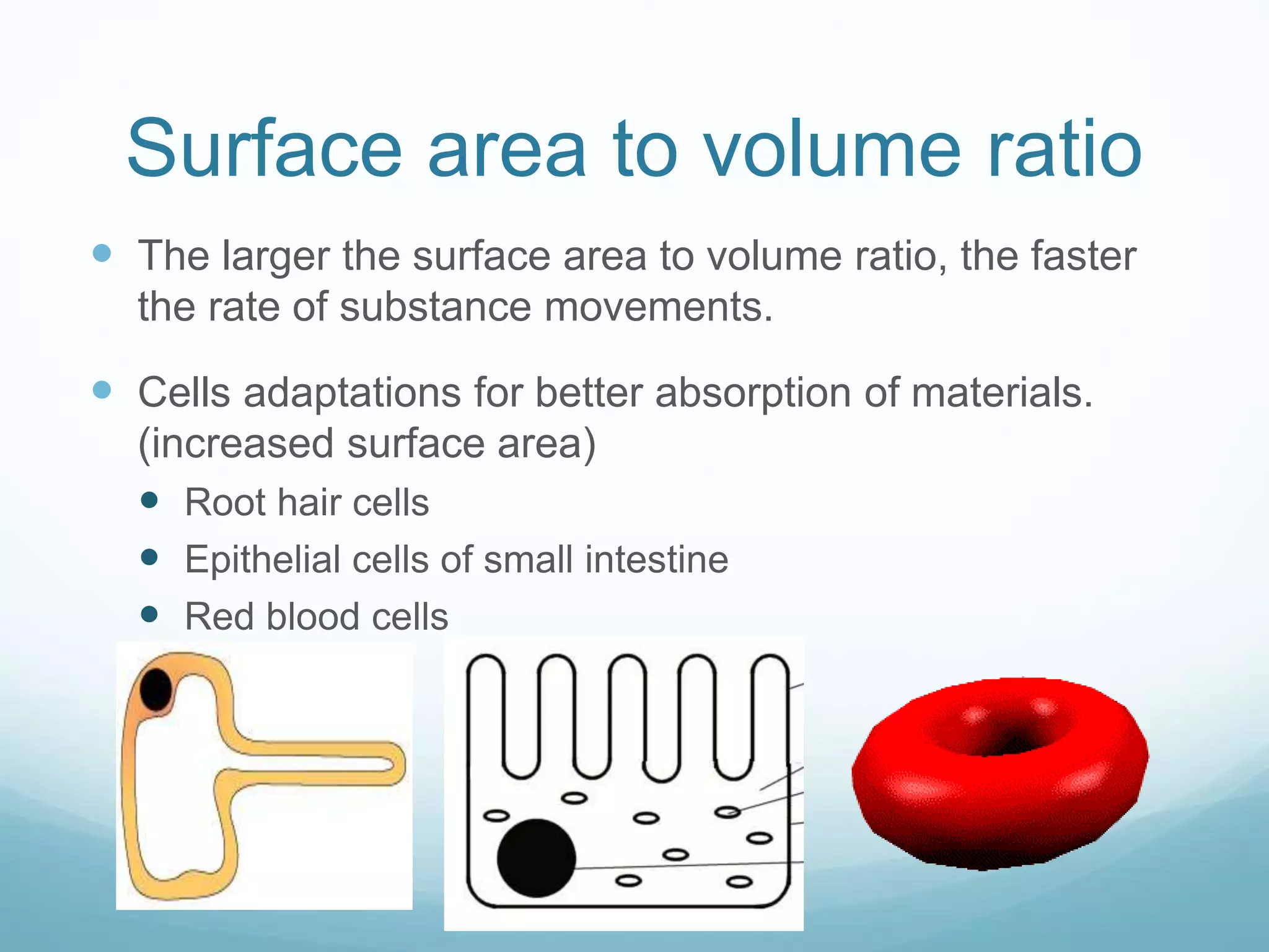 Surface area to volume ratio 
 The larger the surface area to volume ratio, the faster 
the rate of substance movements. 
 Cells adaptations for better absorption of materials. 
(increased surface area) 
 Root hair cells 
 Epithelial cells of small intestine 
 Red blood cells 
 