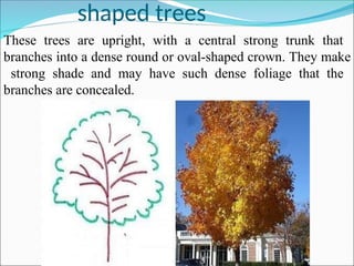 Canopy types and structures of fruit trees | PPT