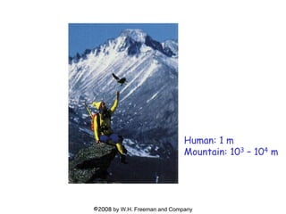 ©2008 by W.H. Freeman and Company
Human: 1 m
Mountain: 103 – 104 m
 