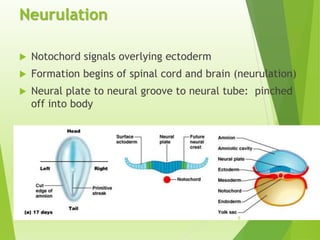 Neurulation Animation Embryology Gastrulation Neurulation lecture | PDF