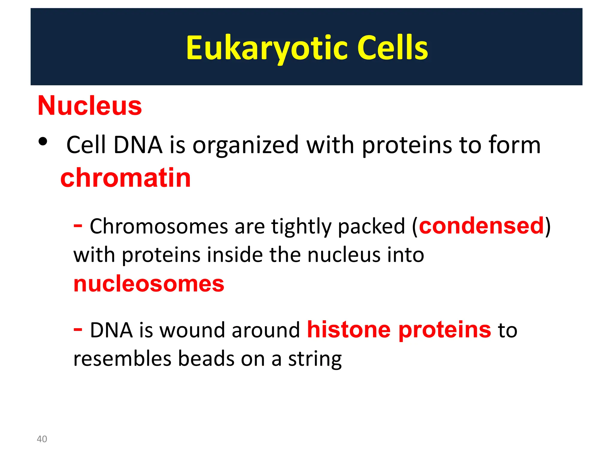 Lect2. Structure and Function of Eukaryotes and Prokaryotes Cell.pptx