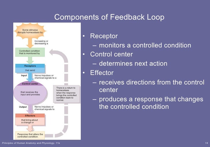 Lect 2 intro to anp