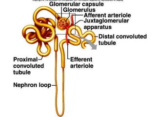 Lect 26 9th oct angiotensin system | PPTX