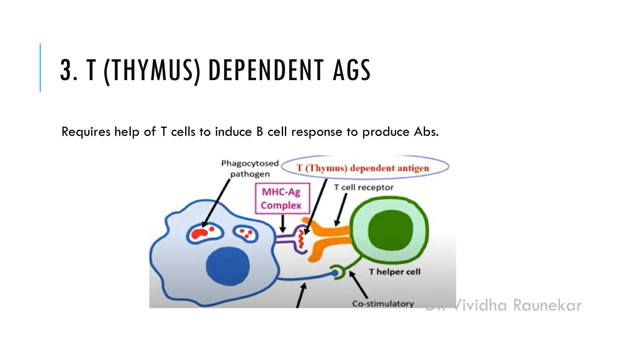 Dr. Vividha Raunekar
3. T (THYMUS) DEPENDENT AGS
Requires help of T cells to induce B cell response to produce Abs.
 
