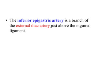 • The inferior epigastric artery is a branch of
the external iliac artery just above the inguinal
ligament.

 
