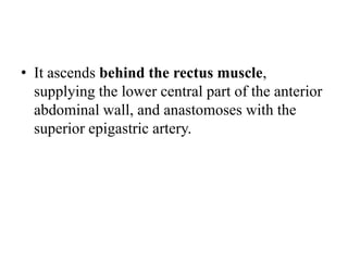 • It ascends behind the rectus muscle,
supplying the lower central part of the anterior
abdominal wall, and anastomoses with the
superior epigastric artery.

 