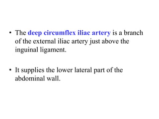 • The deep circumflex iliac artery is a branch
of the external iliac artery just above the
inguinal ligament.
• It supplies the lower lateral part of the
abdominal wall.

 