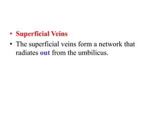 • Superficial Veins
• The superficial veins form a network that
radiates out from the umbilicus.

 