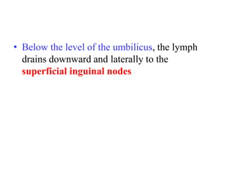 • Below the level of the umbilicus, the lymph
drains downward and laterally to the
superficial inguinal nodes

 