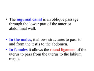 • The inguinal canal is an oblique passage
through the lower part of the anterior
abdominal wall.

• In the males, it allows structures to pass to
and from the testis to the abdomen.
• In females it allows the round ligament of the
uterus to pass from the uterus to the labium
majus.

 