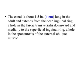 • The canal is about 1.5 in. (4 cm) long in the
adult and extends from the deep inguinal ring,
a hole in the fascia transversalis downward and
medially to the superficial inguinal ring, a hole
in the aponeurosis of the external oblique
muscle.

 