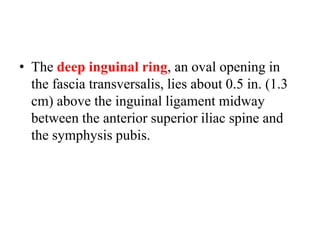 • The deep inguinal ring, an oval opening in
the fascia transversalis, lies about 0.5 in. (1.3
cm) above the inguinal ligament midway
between the anterior superior iliac spine and
the symphysis pubis.

 