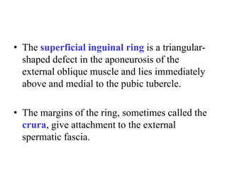 • The superficial inguinal ring is a triangularshaped defect in the aponeurosis of the
external oblique muscle and lies immediately
above and medial to the pubic tubercle.
• The margins of the ring, sometimes called the
crura, give attachment to the external
spermatic fascia.

 