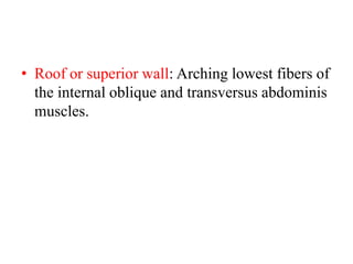 • Roof or superior wall: Arching lowest fibers of
the internal oblique and transversus abdominis
muscles.

 