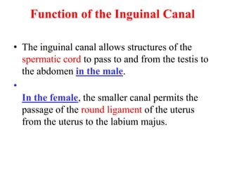 Function of the Inguinal Canal
• The inguinal canal allows structures of the
spermatic cord to pass to and from the testis to
the abdomen in the male.
•
In the female, the smaller canal permits the
passage of the round ligament of the uterus
from the uterus to the labium majus.

 