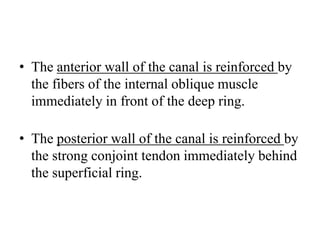 • The anterior wall of the canal is reinforced by
the fibers of the internal oblique muscle
immediately in front of the deep ring.

• The posterior wall of the canal is reinforced by
the strong conjoint tendon immediately behind
the superficial ring.

 