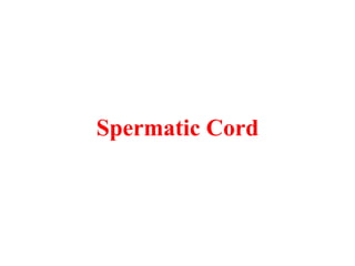 Spermatic Cord

 