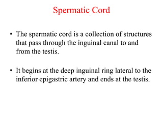 Spermatic Cord
• The spermatic cord is a collection of structures
that pass through the inguinal canal to and
from the testis.

• It begins at the deep inguinal ring lateral to the
inferior epigastric artery and ends at the testis.

 