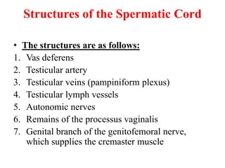 Structures of the Spermatic Cord
• The structures are as follows:
1. Vas deferens
2. Testicular artery
3. Testicular veins (pampiniform plexus)
4. Testicular lymph vessels
5. Autonomic nerves
6. Remains of the processus vaginalis
7. Genital branch of the genitofemoral nerve,
which supplies the cremaster muscle

 