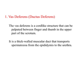 1. Vas Deferens (Ductus Deferens)
The vas deferens is a cordlike structure that can be
palpated between finger and thumb in the upper
part of the scrotum.
It is a thick-walled muscular duct that transports
spermatozoa from the epididymis to the urethra.

 