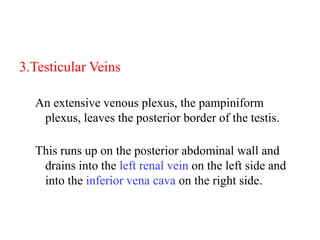 3.Testicular Veins
An extensive venous plexus, the pampiniform
plexus, leaves the posterior border of the testis.
This runs up on the posterior abdominal wall and
drains into the left renal vein on the left side and
into the inferior vena cava on the right side.

 