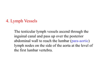 4. Lymph Vessels
The testicular lymph vessels ascend through the
inguinal canal and pass up over the posterior
abdominal wall to reach the lumbar (para-aortic)
lymph nodes on the side of the aorta at the level of
the first lumbar vertebra.

 