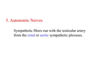 5. Autonomic Nerves
Sympathetic fibers run with the testicular artery
from the renal or aortic sympathetic plexuses.

 